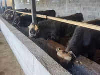 公牛, Cattle — 照片 3