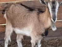 Коза, Западноафриканская карликовая коза — фото 2