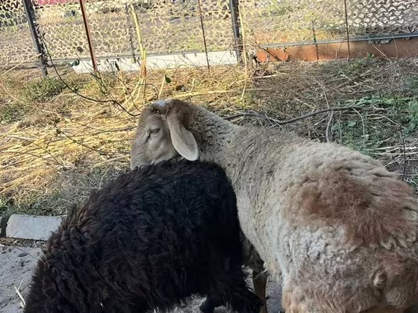 Ram, Hissar sheep