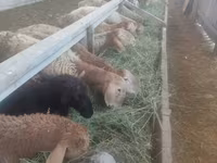 母羊, Sheep — 照片 4