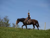 Hengst, Racking Horse — Foto 2