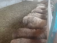 母羊, Sheep — 照片 5