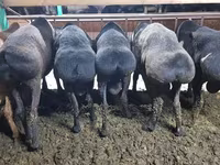 Widder, Hissar sheep — Foto 4