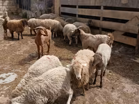 Ram, Sheep — photo 4