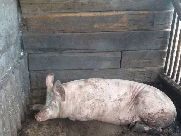 Säue, Schweine