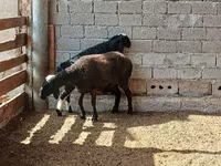 Oveja, Ovejas — foto 4