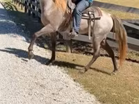 Caballo, Rocky Mountain Horse — foto 4