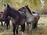 Mare, Horses — photo 4