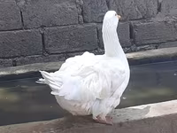 Geese — photo 3