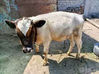 Vaca, Raza Holstein — foto 5