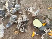 Ducks — الصورة 2