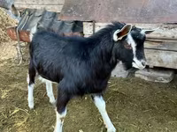 Ziegenbock, Alpine goat — Foto 1