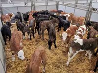 Cattle (batch, sex not specified), Holstein breed — photo 1