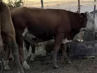 ثور, Simmental cattle — الصورة 1