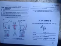 Caballo, Akhal-Teke — foto 1