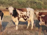 Cow, Simmental cattle — photo 1