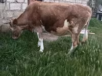 母牛, Red-spotted breed — 照片 2