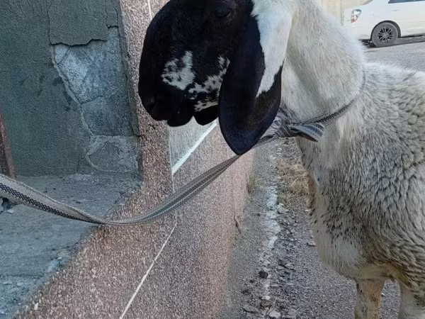 Ram, Arashan sheep