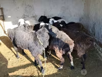 公羊, Sheep — 照片 2