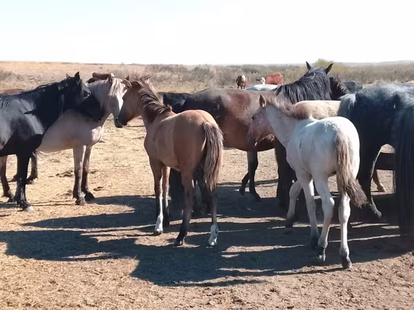 Конь, Мугалжарская порода