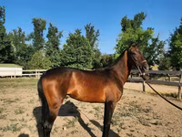 公马, Akhal-Teke — 照片 2