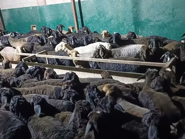Carnero, Ovejas