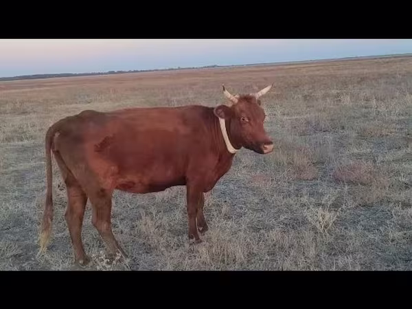 母牛, Latvian Blue cattle