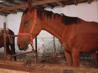 Horse (M), Manipuri pony — photo 3