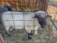 मेढ़ा, Shroshire sheep — फ़ोटो 1