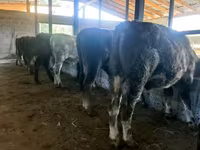 公牛, Cattle — 照片 2