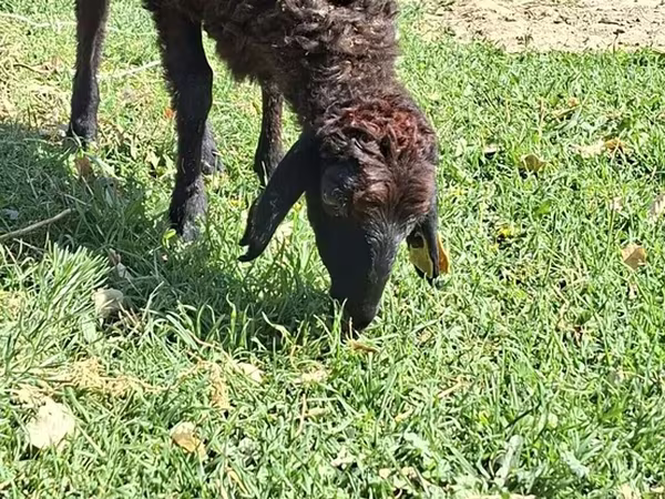 Sheep, Sheep