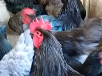 Gallo de pelea de fosa australiano — foto 1