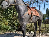 公马, Hanoverian — 照片 1
