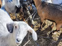 عنزة, Alpine goat — الصورة 8