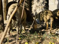 كبش, Merinoland sheep — الصورة 6