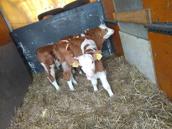 Toro, Simmental cattle