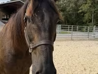 Caballo, Caballos — foto 3