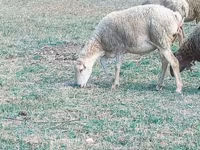 Sheep, Sheep — photo 1