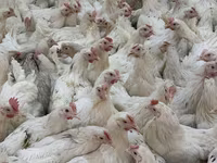 Chickens — foto 4