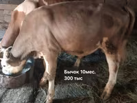 ثور, Simmental cattle — الصورة 6