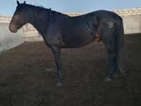 Hengst, Kushum Horse — Foto 5