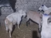 Cabro, Saanen goat — foto 2