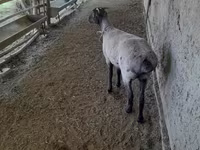 Sheep (batch, sex not specified), Merino sheep — photo 5