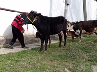 Kuh, Simmental cattle — Foto 3