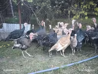 Turkeys — الصورة 3