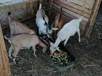 تيس, Saanen goat — الصورة 3