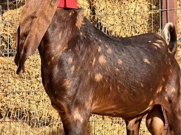 تيس, Kamori goats