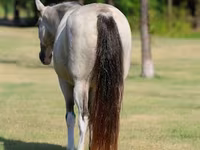 Mare, Skyros Pony — photo 7