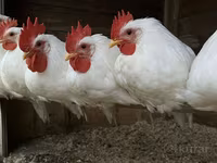 Leghorn — photo 2