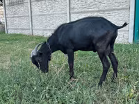 تيس, Murcia-Granada goats — الصورة 2